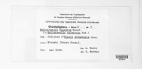 Balladynella palmicola image